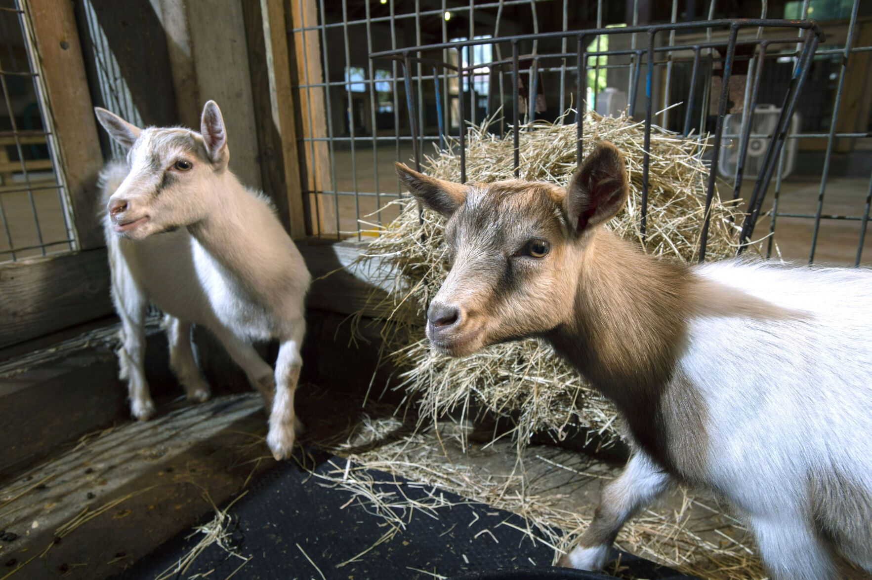 BR.wildartzoopygmygoats.adv TS 78.jpg